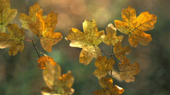 Field maple leaves in autumn