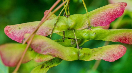 Field maple seeds close-up