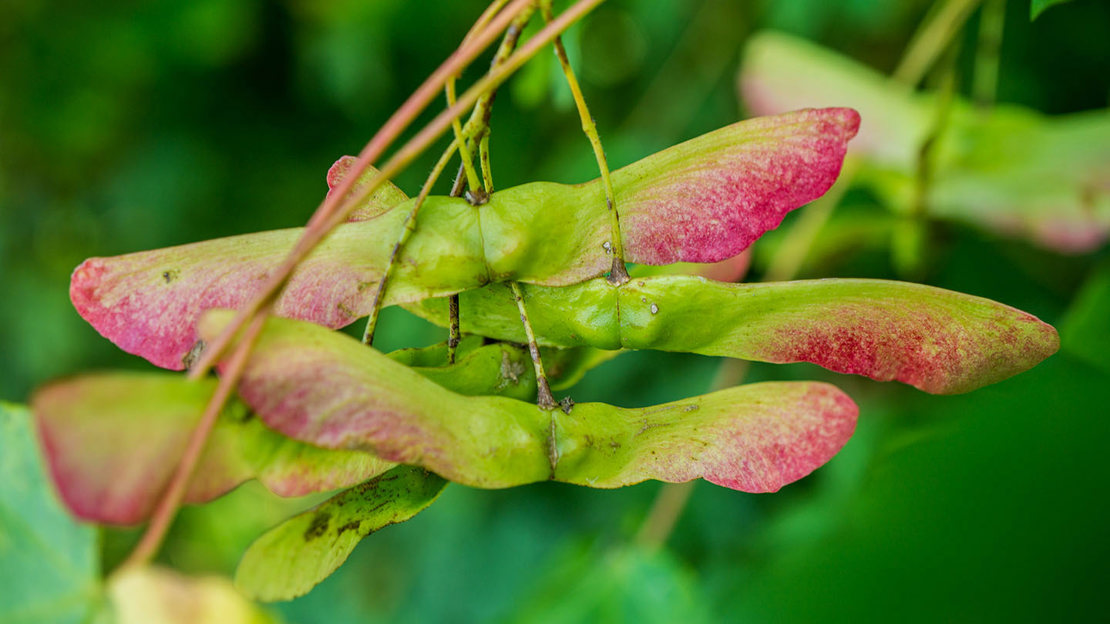 Field maple seeds close-up