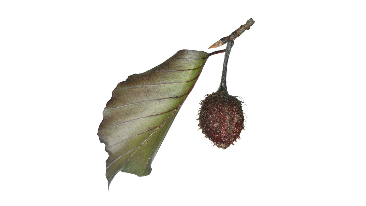 Copper Beech (Fagus sylvatica f. purpurea) Woodland Trust