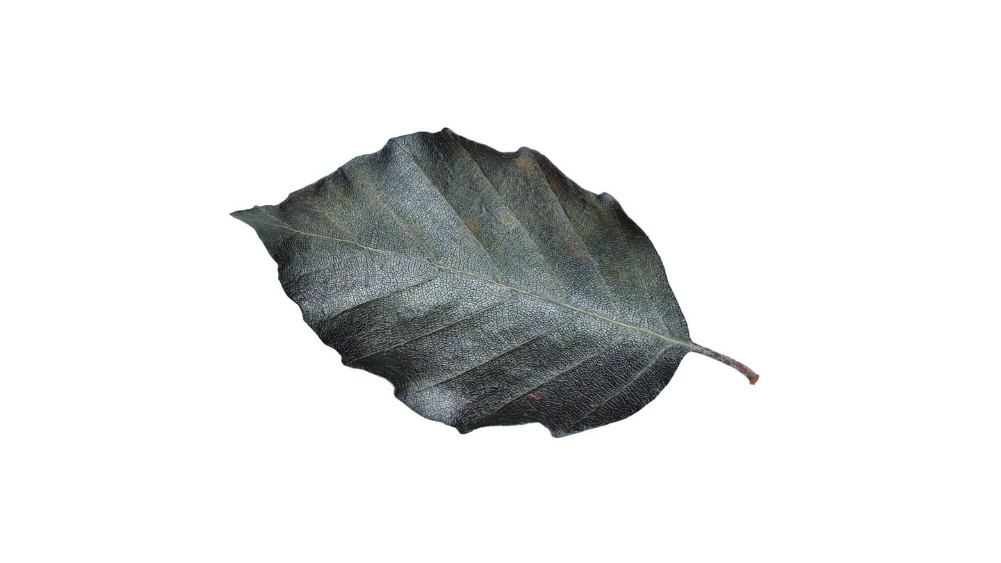 Copper Beech (Fagus sylvatica f. purpurea) Woodland Trust