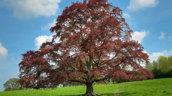 Mature copper beech tree