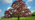 Mature copper beech tree