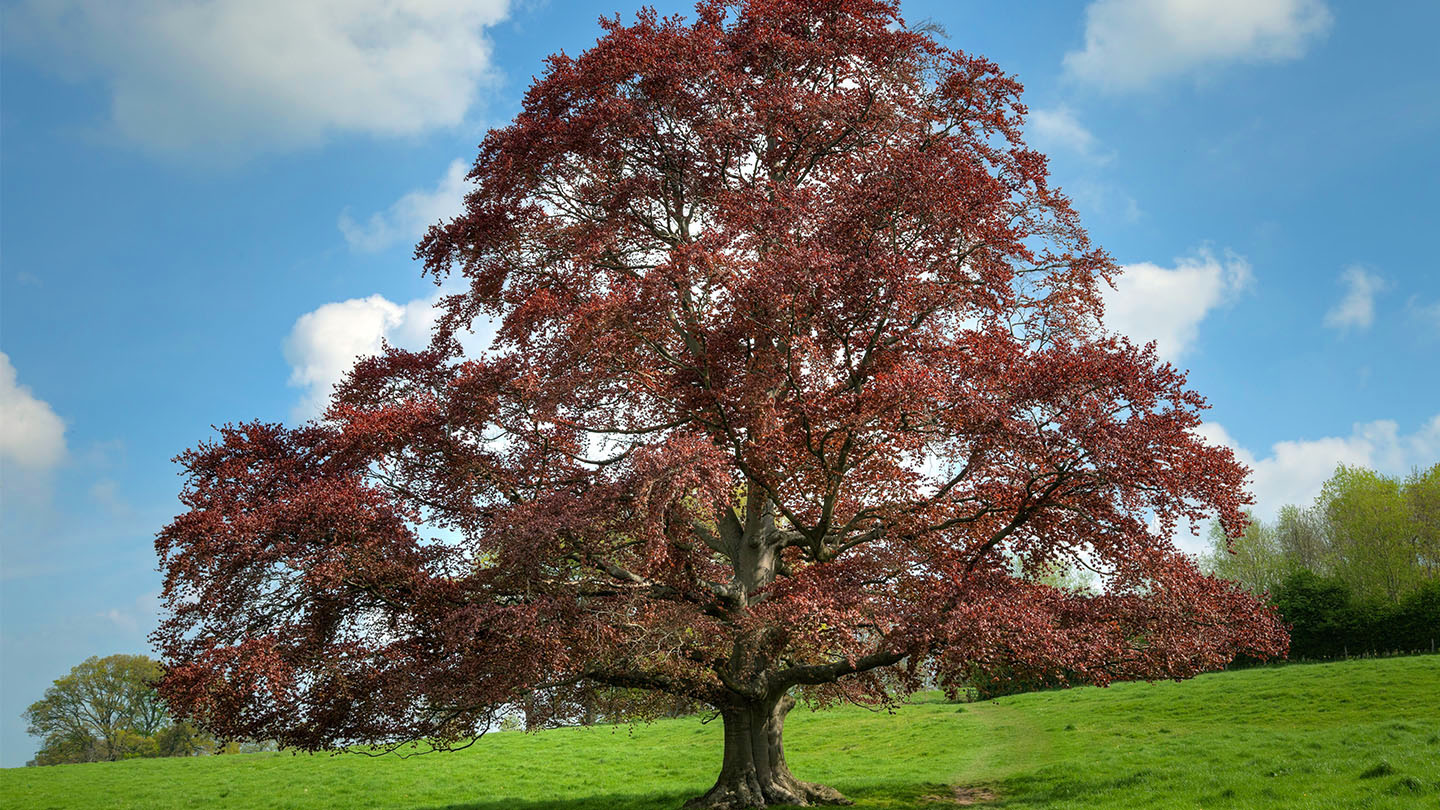 Weeping Copper Beech Tree For Sale At Patrick Jefferson Blog Weeping Copper Beech Tree For Sale At Patrick Jefferson Blog