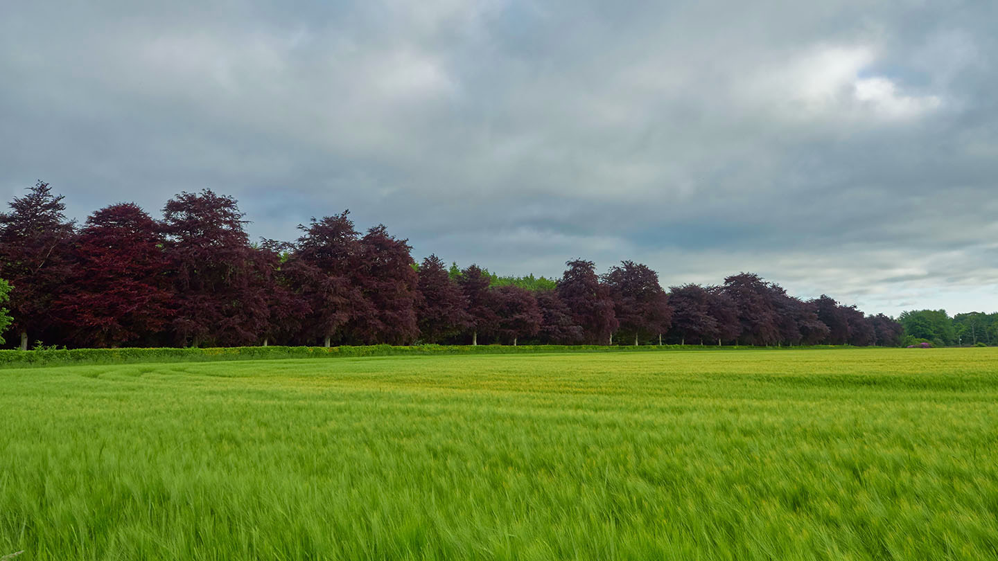 Copper Beech (Fagus sylvatica f. purpurea) Woodland Trust