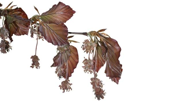 Copper Beech (Fagus sylvatica f. purpurea) - Woodland Trust