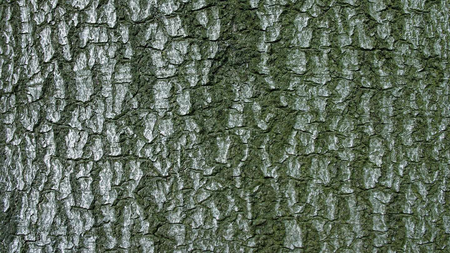 Copper Beech (Fagus sylvatica f. purpurea) Woodland Trust