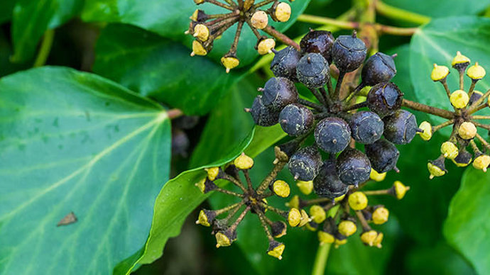 Ivy berries