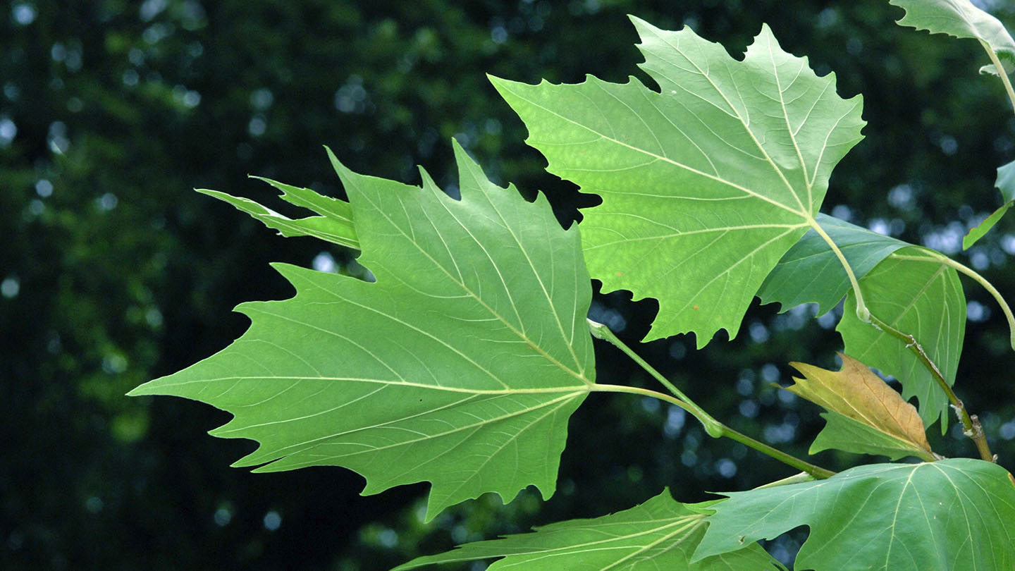 London Plane (Platanus x hispanica) - British Trees - Woodland Trust