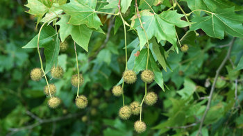 London plane leaves and fruit
