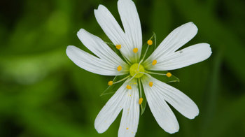 Greater stitchwort flower