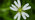 Greater stitchwort flower