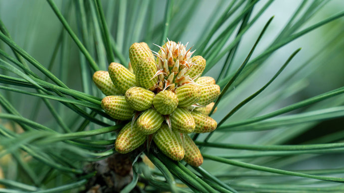Black pine male flowers