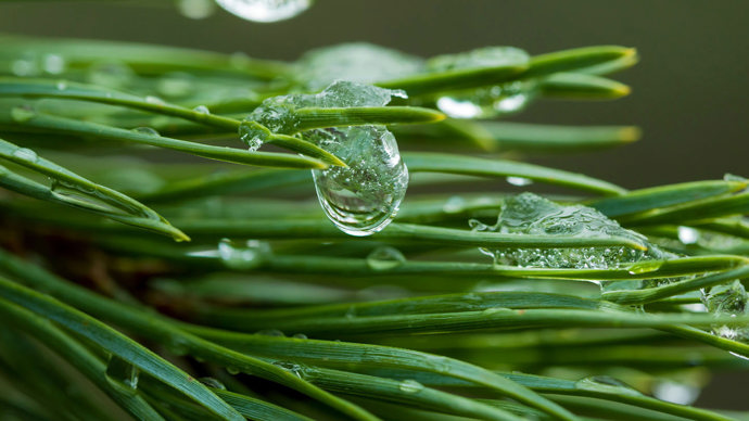 Black pine needles extreme close up with water droplets