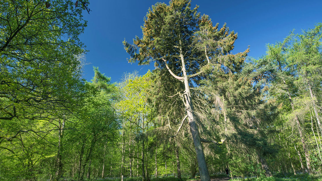 Black pine tree in Stoke Woods