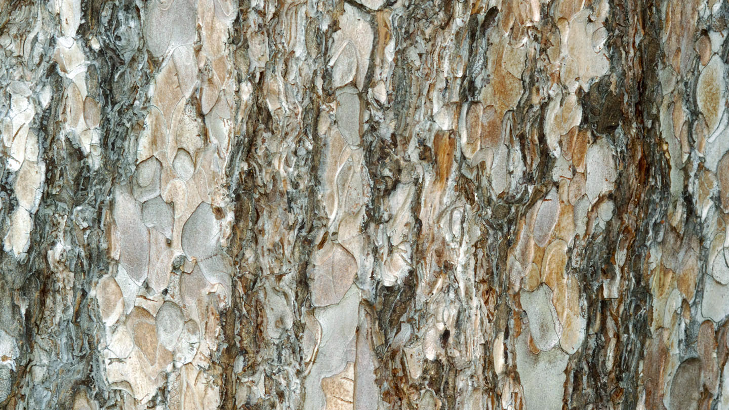 Black Pine (Pinus nigra) - British Trees - Woodland Trust