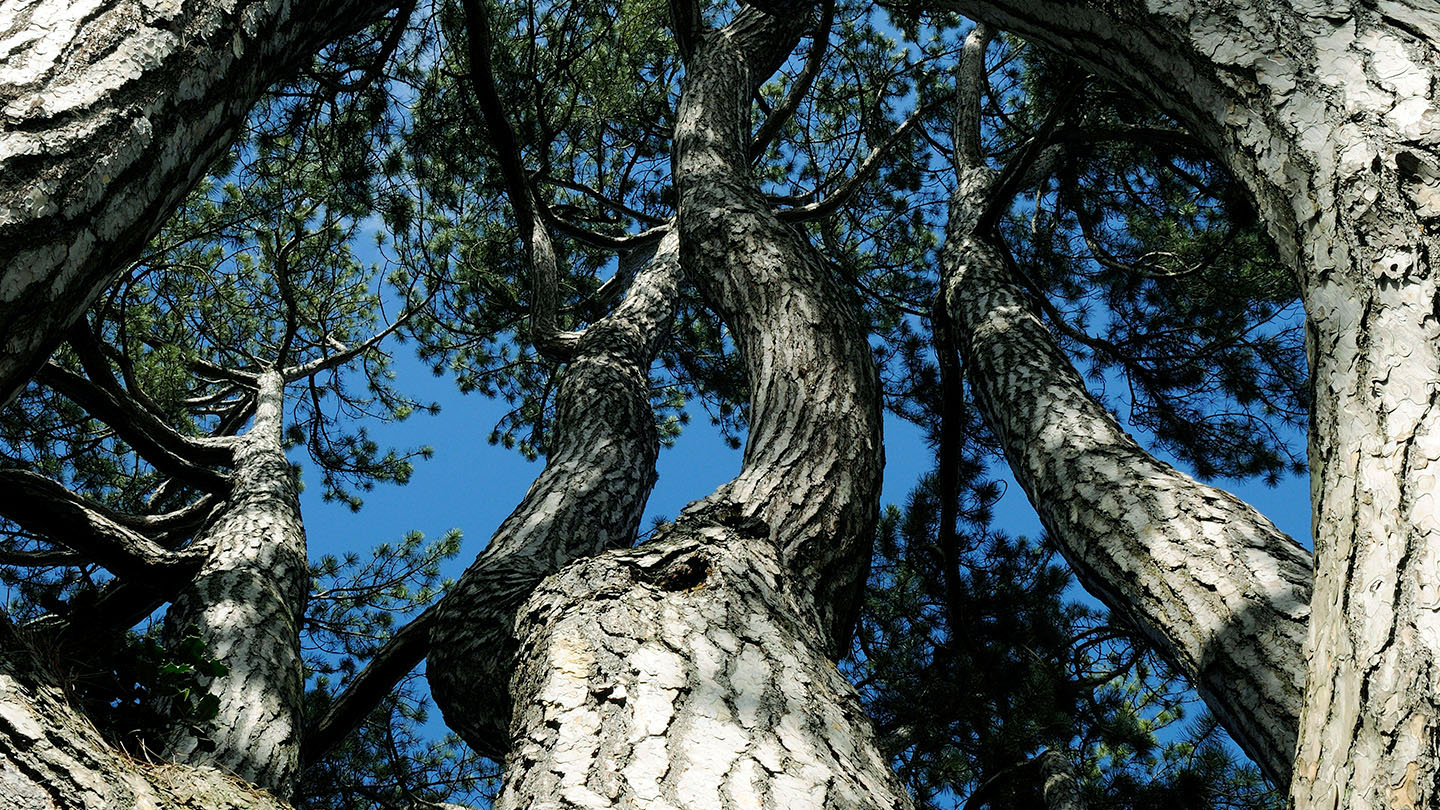 Black Pine (Pinus nigra) British Trees Woodland Trust