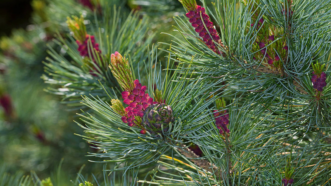 Black pine female flowers