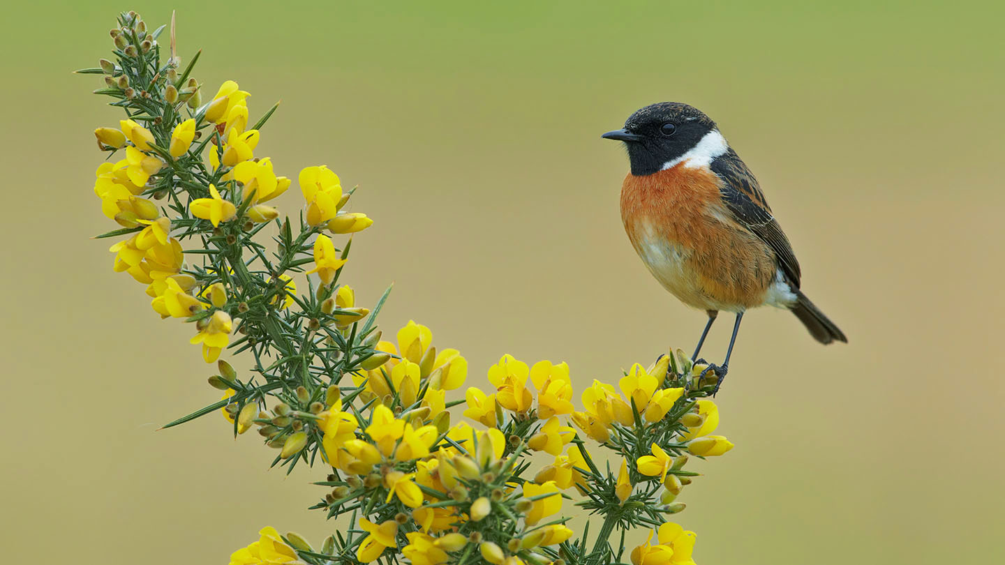 Gorse Ulex Europaeus British Wildflowers Woodland Trust