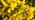 Bright yellow gorse flowers
