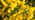 Bright yellow gorse flowers