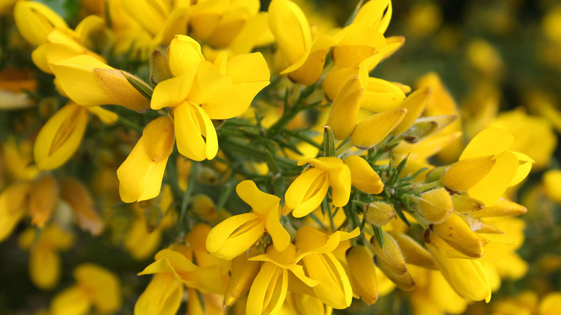 Bright yellow gorse flowers