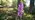 Early purple orchid in flower in wood