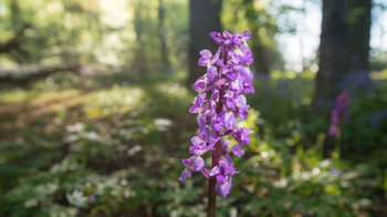 Early purple orchid in flower in wood
