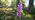 Early purple orchid in flower in wood