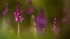 Early purple orchid with blurred background