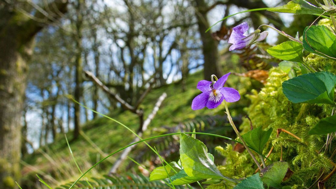 Dog Violet Dog violet (Viola riviniana) - Woodland Trust