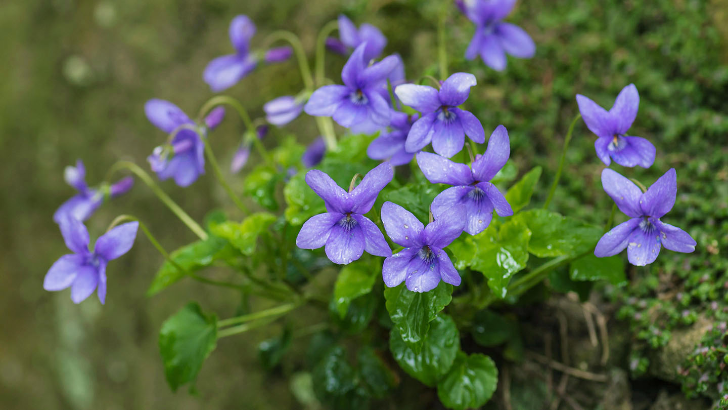 Dog violet (Viola riviniana) Woodland Trust