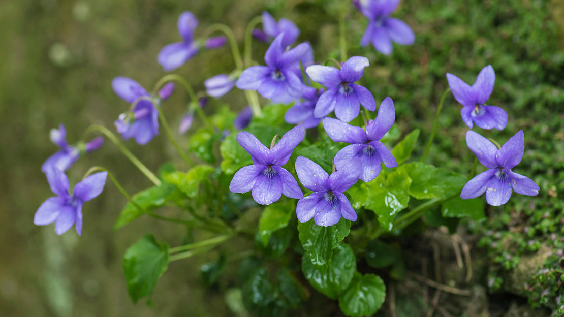 Dog Violet Viola Riviniana Woodland Trust dog-violet-viola-riviniana-woodland-trust