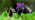 Common dog violet flowers and leaves