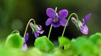 Common dog violet flowers and leaves Common dog violet flowers and leaves