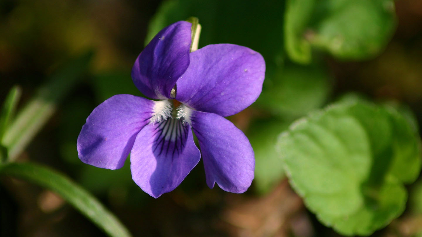 Dog violet (Viola riviniana) Woodland Trust