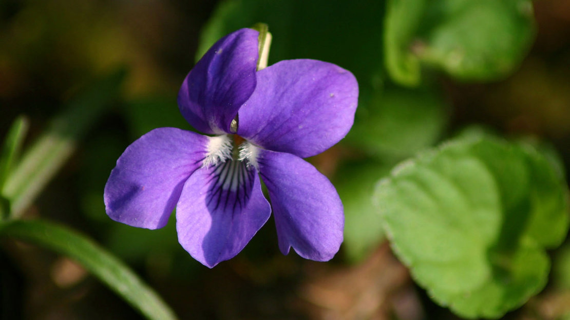 Common dog violet flower