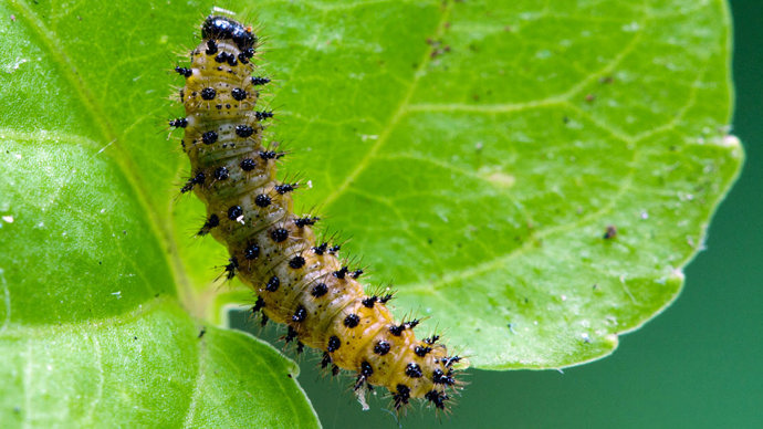 Dog violet leaved being eaten by a small pearl ordered fritillary caterpillar