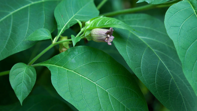 Deadly Nightshade Atropa Belladonna Woodland Trust Deadly Nightshade Atropa Belladonna Woodland Trust