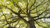 Tree in Uffmoor Wood