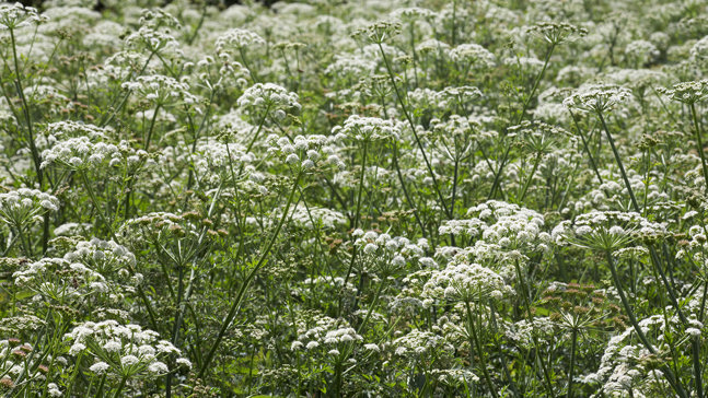 Cow parsley covering field in Dorset