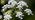 Cow parsley flowers 