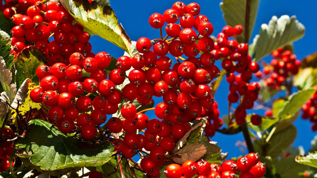 Whitebeam fruit with leaves and berries