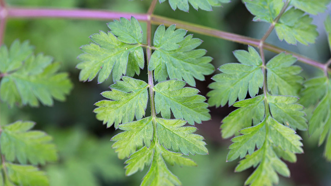 Cow parsley leaves