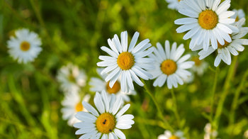 Oxeye daisies
