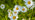 Oxeye daisies