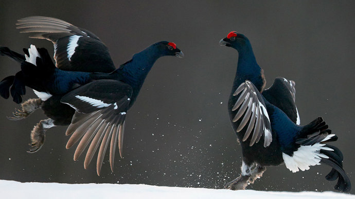 Black grouse males fighting in the snow