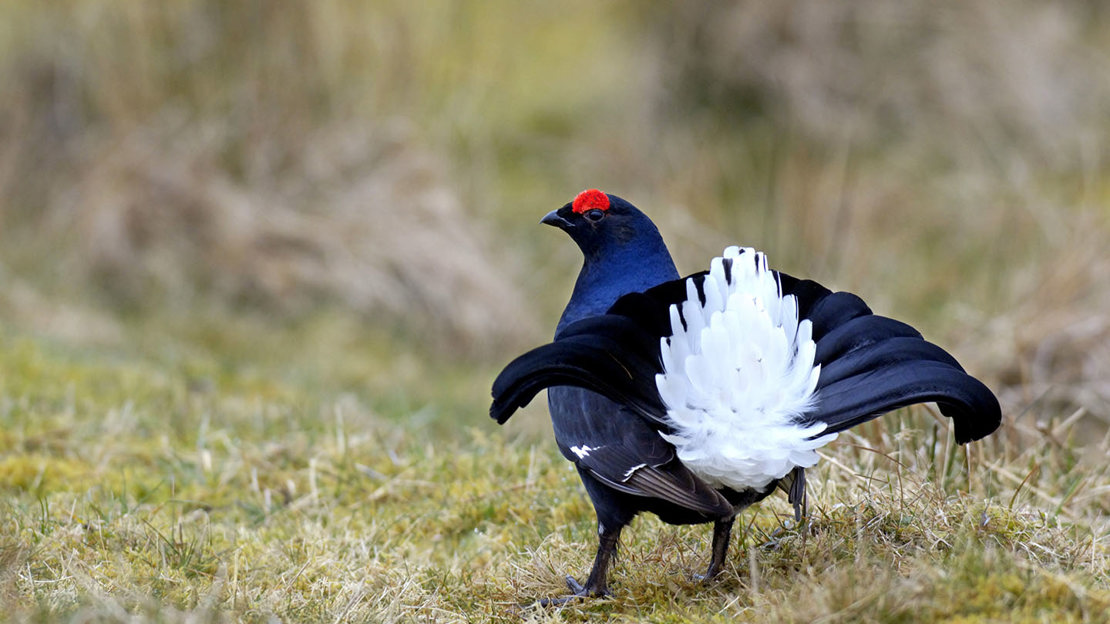 Black grouse showing plumage