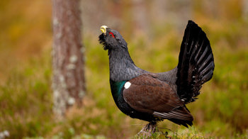 Capercaillie male calling in trees