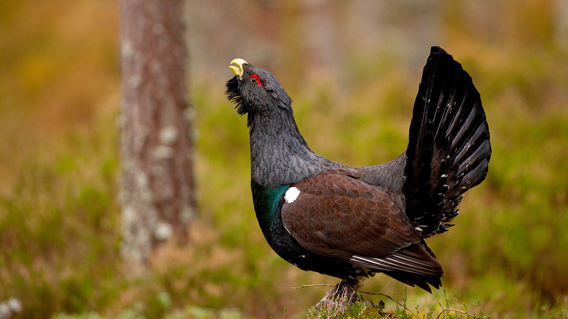 Capercaillie male calling in trees